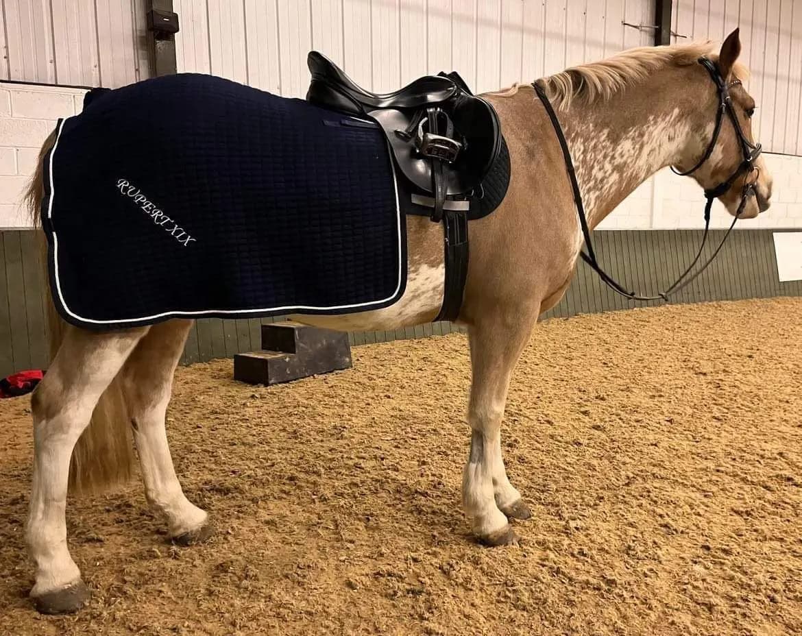 Navy horse blanket with a name embroidered in the corner